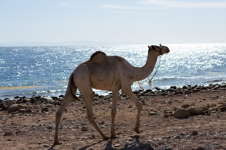 הסעות בבקעת הירדן