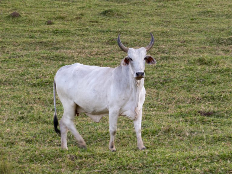 הסעות בקצרין