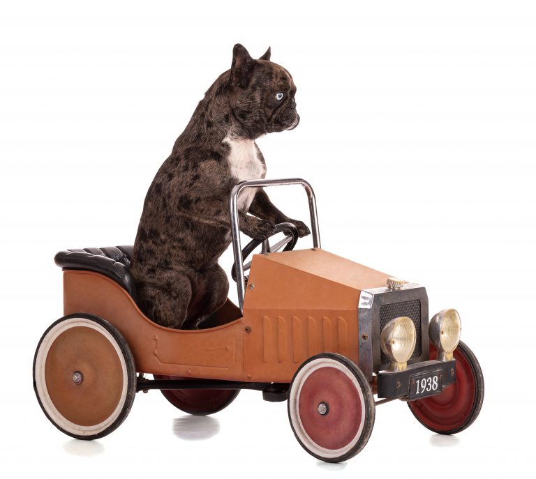 הסעות לחיות מחמד