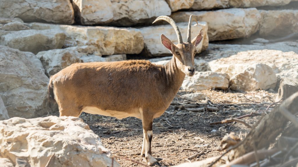 מקורות הירקון